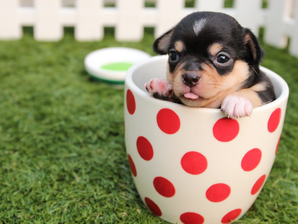 chihuahua-dog-puppy-cute-39317